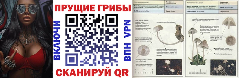 mega зеркало даркнет сайт Калининец Галлюциногенные грибы Magic Shrooms